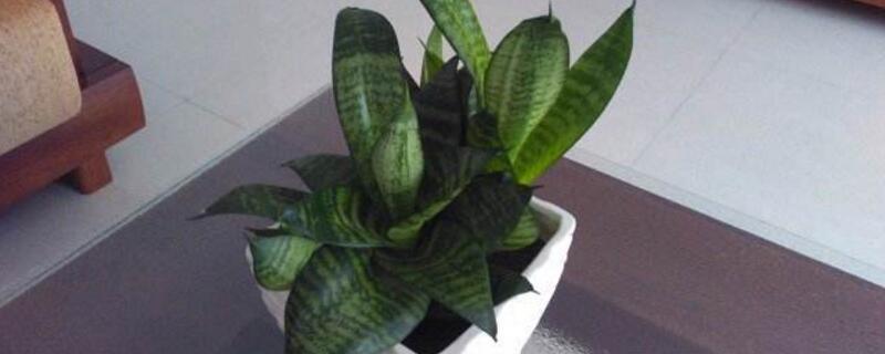 虎皮兰如何浇水