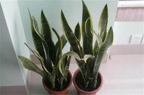 虎皮兰如何浇水