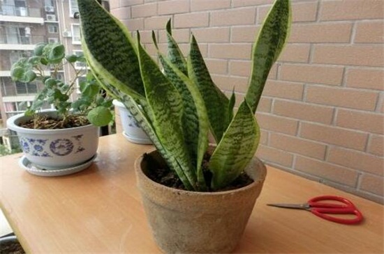 虎皮兰如何浇水