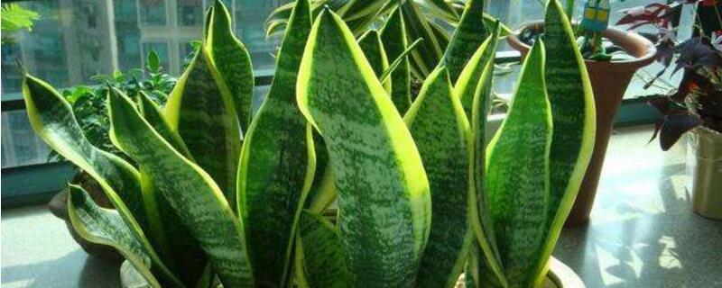 虎皮兰叶子干瘪发软如何办