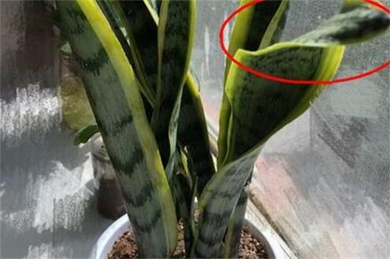 虎皮兰叶子干瘪发软如何办