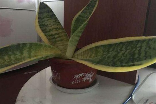 虎皮兰叶子干瘪发软如何办