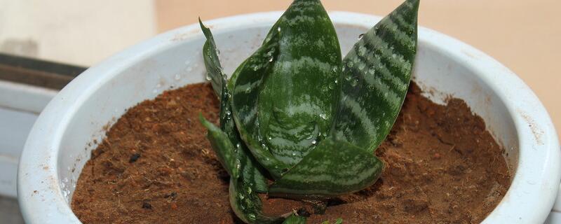 虎皮兰如何养发芽多