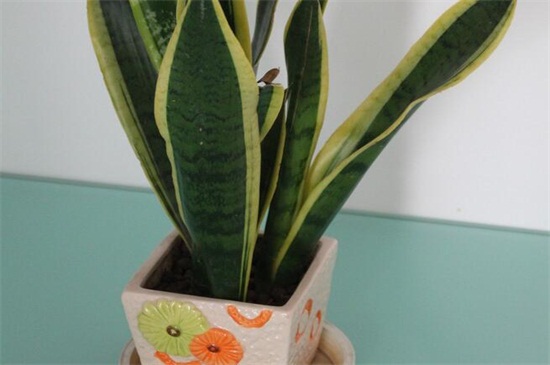 虎皮兰如何养发芽多