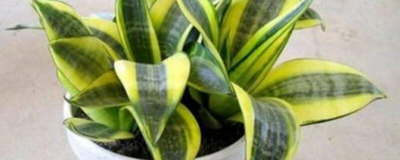 虎皮兰的病害及预防和治疗