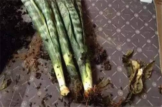 虎皮兰烂根了如何办