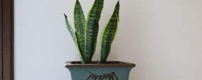 虎皮兰如何养才长得好