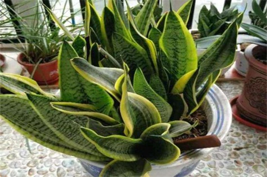 虎皮兰如何养才长得好