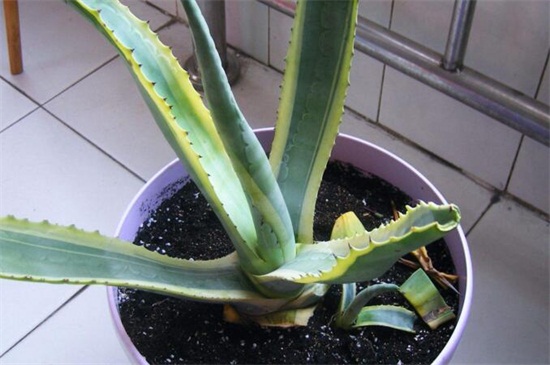 虎皮兰如何养才长得好