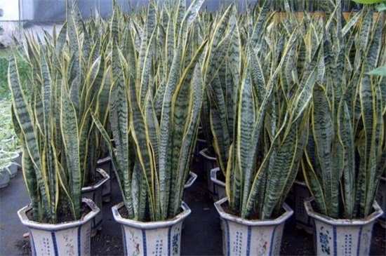 虎皮兰太高了如何修剪