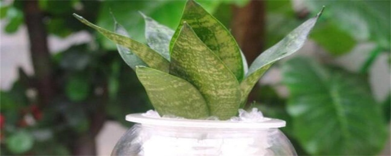 水培虎皮兰的养殖办法和留意事项