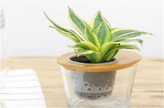 水培虎皮兰的养殖办法和留意事项