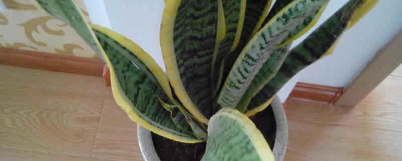 虎皮兰长得太高如何办