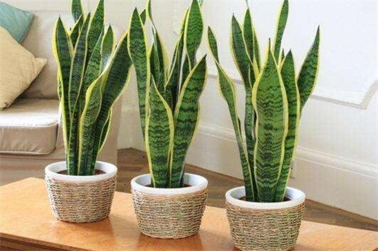 虎皮兰长得太高如何办