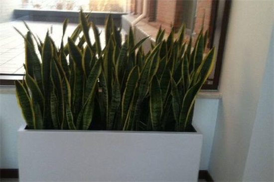 虎皮兰长得太高如何办