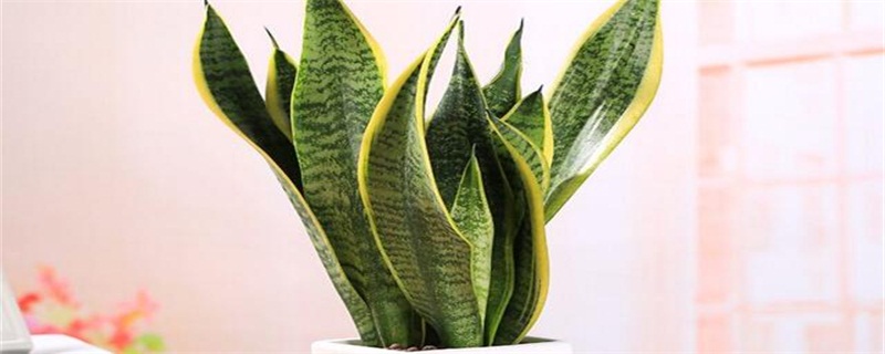 虎皮兰叶子发干如何办