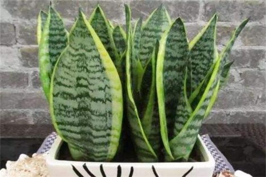 虎皮兰叶子发干如何办