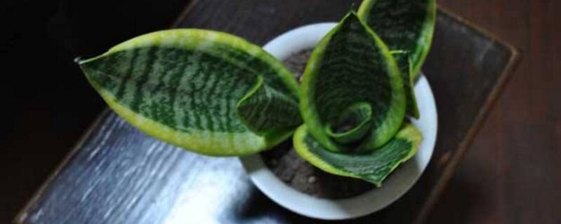 虎皮兰如何分株繁殖