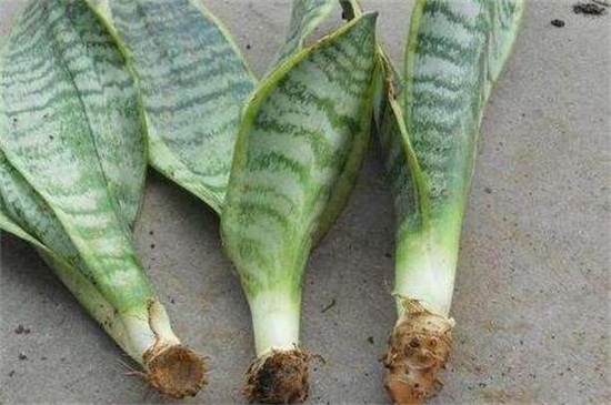 虎皮兰如何分株繁殖