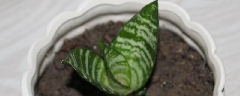 虎皮兰水浇多了如何办