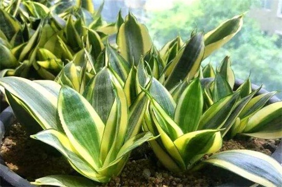 虎皮兰水浇多了如何办