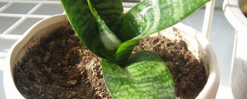 虎皮兰如何施肥