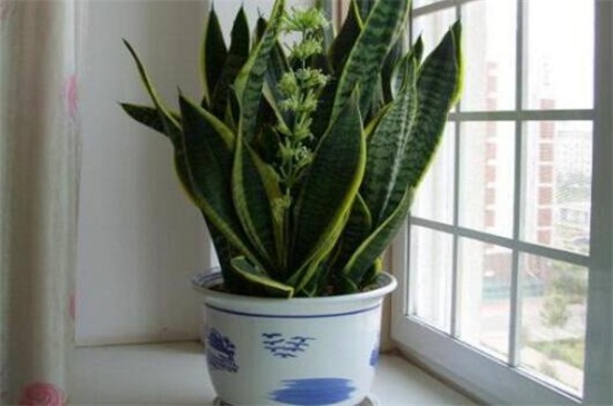 虎皮兰如何施肥