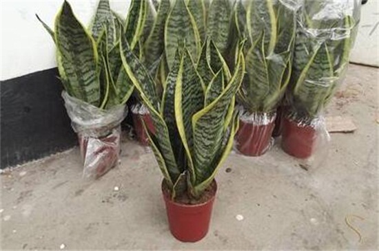 虎皮兰如何施肥