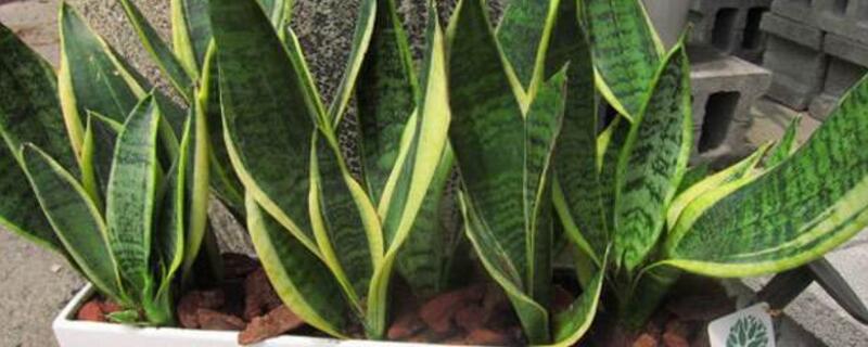 虎皮兰叶子倒了如何办