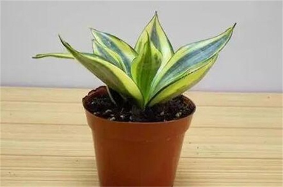 虎皮兰叶子倒了如何办