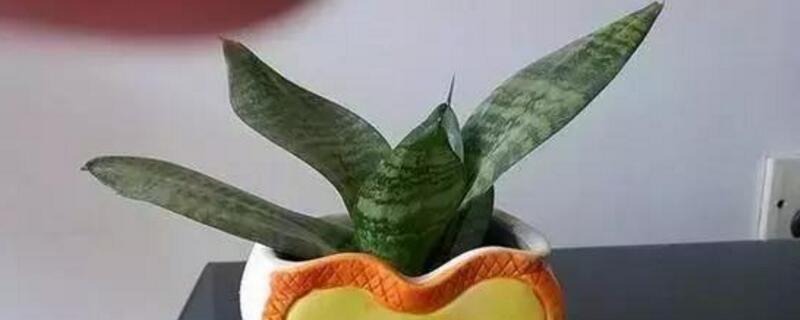 虎皮兰如何养长得快