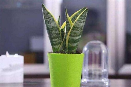 虎皮兰如何养长得快