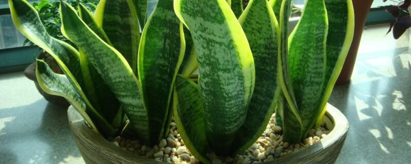 虎皮兰如何爆盆