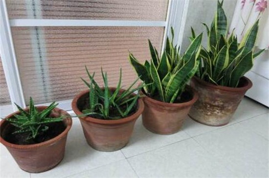 虎皮兰如何爆盆