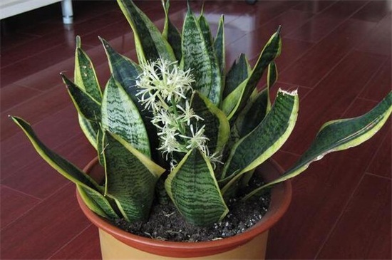 虎皮兰如何爆盆