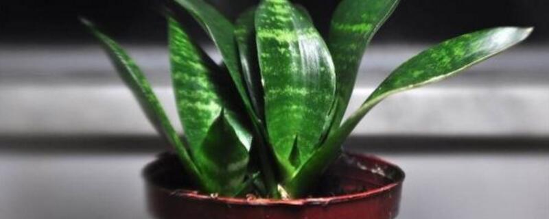 虎皮兰叶子发黄如何办