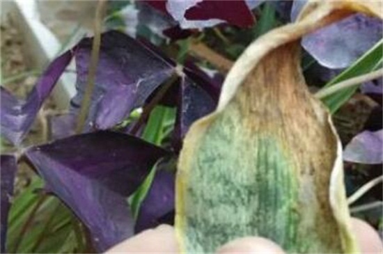 虎皮兰叶子发黄如何办