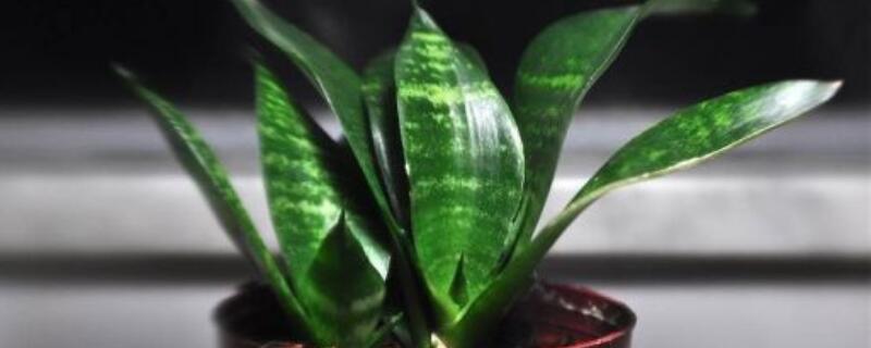 虎皮兰有哪些种类