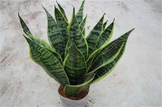 虎皮兰有哪些种类