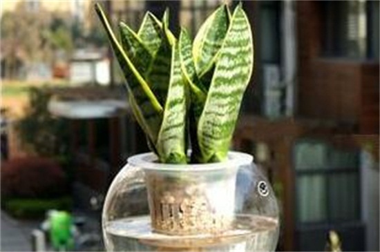 水培虎皮兰快速生根法