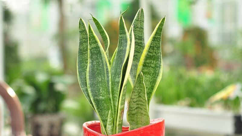 金边虎皮兰的养殖办法和留意事项