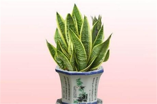 金边虎皮兰的养殖办法和留意事项