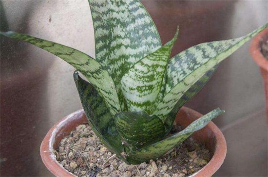 虎皮兰休眠期如何养护，夏季降温冬季保暖