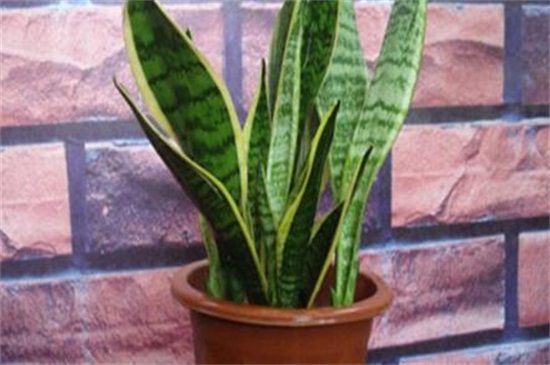 虎皮兰休眠期如何养护，夏季降温冬季保暖