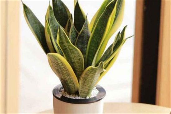 虎皮兰休眠期如何养护，夏季降温冬季保暖