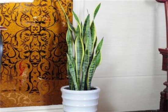 虎皮兰休眠期如何养护，夏季降温冬季保暖