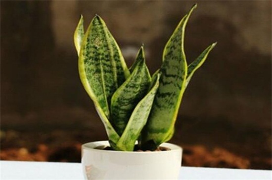 虎皮兰居然有30多个种类，盘点4个生活常见的种类