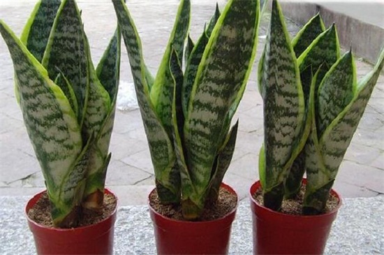 虎皮兰居然有30多个种类，盘点4个生活常见的种类