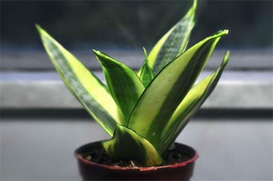 虎皮兰居然有30多个种类，盘点4个生活常见的种类