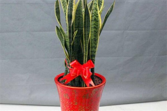 虎皮兰换盆及留意事项，控制水肥可让成活率过百